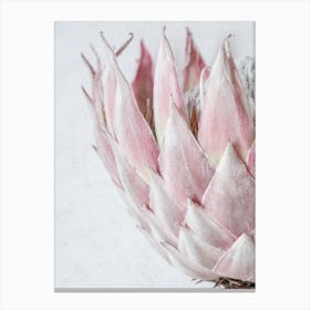 Blush Pink King Protea Canvas Print