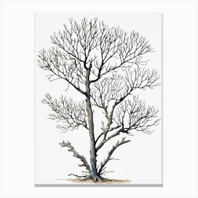 Bare Tree 4 Canvas Print