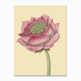 Lotus Flower 5 Canvas Print