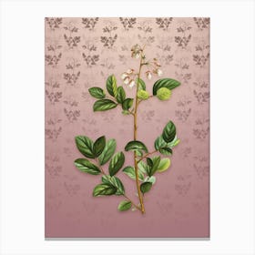 Vintage Andromeda Mariana Botanical on Dusty Pink Pattern n.0918 Canvas Print