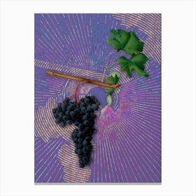 Vintage Dolcetto Grapes Botanical Illustration on Veri Peri Canvas Print