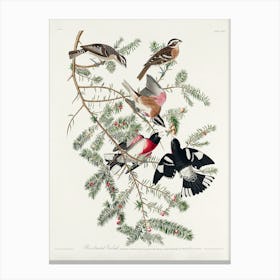 Rose Breasted Grosbeak, Birds Of America, John James Audubon Canvas Print