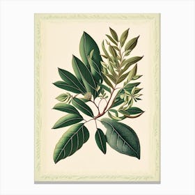 Tea Tree Leaf Vintage Botanical Canvas Print