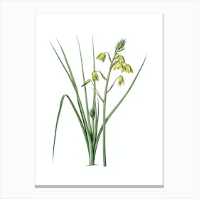 Vintage Slime Lily Botanical Illustration on Pure White n.0754 Canvas Print