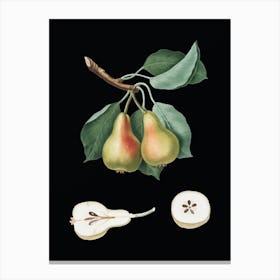 Vintage Pear Botanical Illustration on Solid Black n.0336 Canvas Print