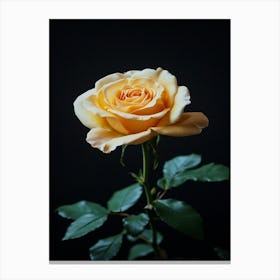 Yellow Rose On Black Background Canvas Print