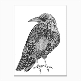 Raven 2 Canvas Print
