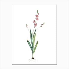 Vintage Ixia Scillaris Botanical Illustration on Pure White n.0937 Canvas Print