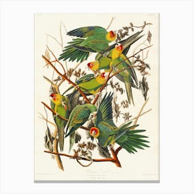 Parrots Canvas Print