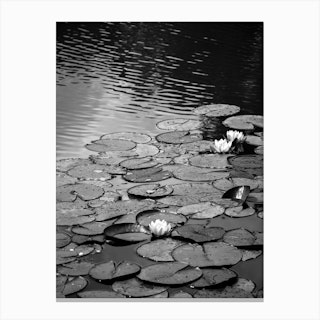 Floating On The Water Canvas Print