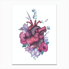 Anatomical Heart Pink Purple Canvas Print