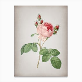Vintage Pink Cabbage Rose Botanical on Parchment n.0740 Canvas Print