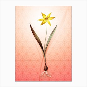 Tulipa Celsiana Vintage Botanical in Peach Fuzz Asanoha Star Pattern n.0087 Canvas Print