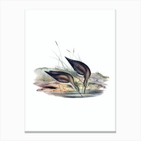 Vintage Grey Rumped Sandpiper Bird Illustration on Pure White n.0450 Canvas Print