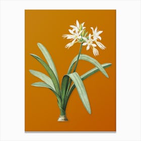 Vintage Pancratium Illyricum Botanical on Sunset Orange n.0113 Canvas Print