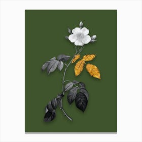 Vintage Big Leaved Climbing Rose Black and White Gold Leaf Floral Art on Olive Green n.0171 Canvas Print