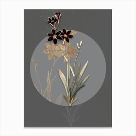 Vintage Botanical Ixia Grandiflora on Circle Gray on Gray n.0155 Canvas Print