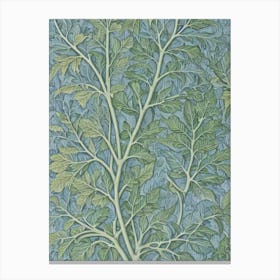 Beech tree Vintage Botanical Canvas Print