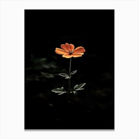 Single Flower In The Dark 2 Canvas Print