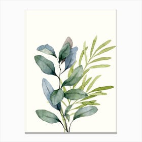 Eucalyptus branches watercolor 1 Canvas Print