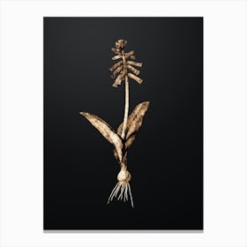 Gold Botanical Lachenalia Pendula on Wrought Iron Black n.2733 Canvas Print