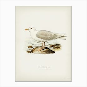 Glaucous Gull, The Von Wright Brothers Canvas Print