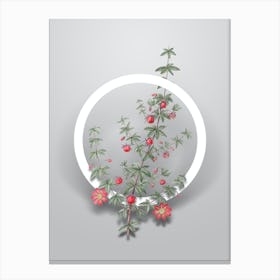 Vintage Madder Leaved Bauera Minimalist Flower Geometric Circle on Soft Gray n.0430 Canvas Print