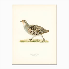 Grey Partridge, The Von Wright Brothers Canvas Print