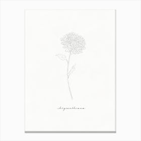 Chrysanthemum Line Drawing Canvas Print
