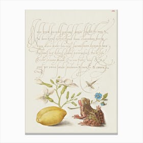 Gillyflower, Insect, Germander, Almond, And Frog From Mira Calligraphiae Monumenta, Joris Hoefnagel Canvas Print