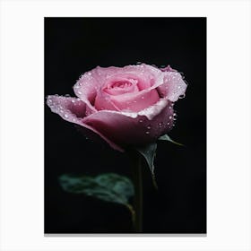 Pink Rose 4 Canvas Print