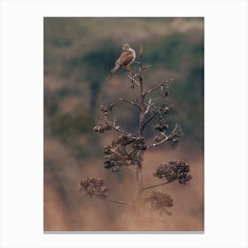 Kestrel In Desert Canvas Print