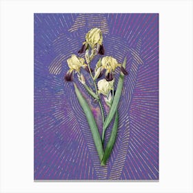 Vintage Elder Scented Iris Botanical Illustration on Veri Peri 1 Canvas Print