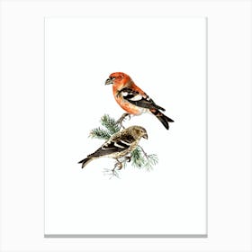 Vintage Two Barred Crossbill Bird Illustration on Pure White n.0169 Canvas Print