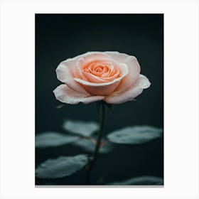 Pink Rose On Black Background 64 Canvas Print