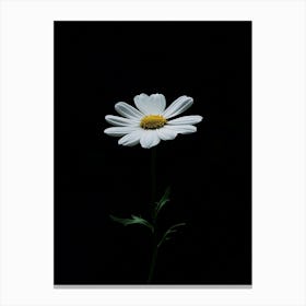 Daisy 1 Canvas Print