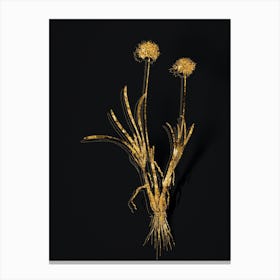 Vintage Allium Carolinianum Botanical in Gold on Black n.0151 Canvas Print