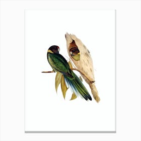 Vintage Yellow Collared Parakeet Bird Illustration on Pure White n.0269 Canvas Print