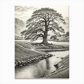 highly detailed pencil sketch of oak tree next to stream, mountain background 6 Canvas Print