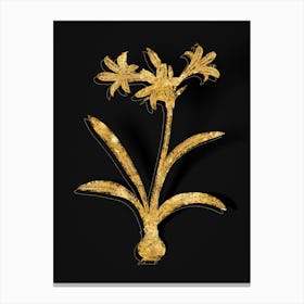 Vintage Amaryllis Botanical in Gold on Black n.0187 Canvas Print