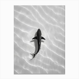 Shark In The Sand Canvas Print