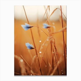 Blue Corn Flower No 2 Canvas Print