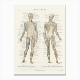 Anatomy Of The Human Body Canvas Print