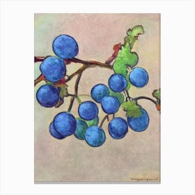 Grapes Vintage Sketch Fruit Canvas Print
