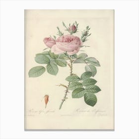 Rose Illustration, Pierre Joseph Redoute (22) Canvas Print