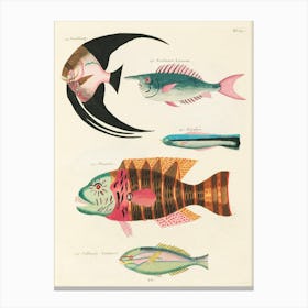 Colourful And Surreal Illustrations Of Fishes Found In Moluccas (Indonesia) And The East Indies, Louis Renard (72) Canvas Print