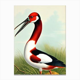 Bird Canvasback James Audubon Vintage Style Bird Canvas Print