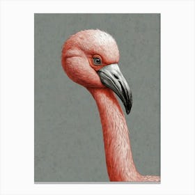 Flamingo 22 Canvas Print