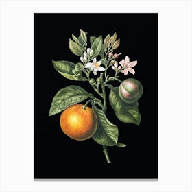 Vintage Bitter Orange Botanical Illustration on Solid Black n.0321 Canvas Print