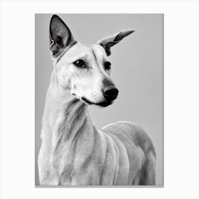 Greyhound B&W Pencil dog Canvas Print